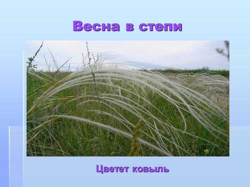 Весна в степи  Цветет ковыль